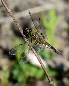 Image of Four-spotted Chaser