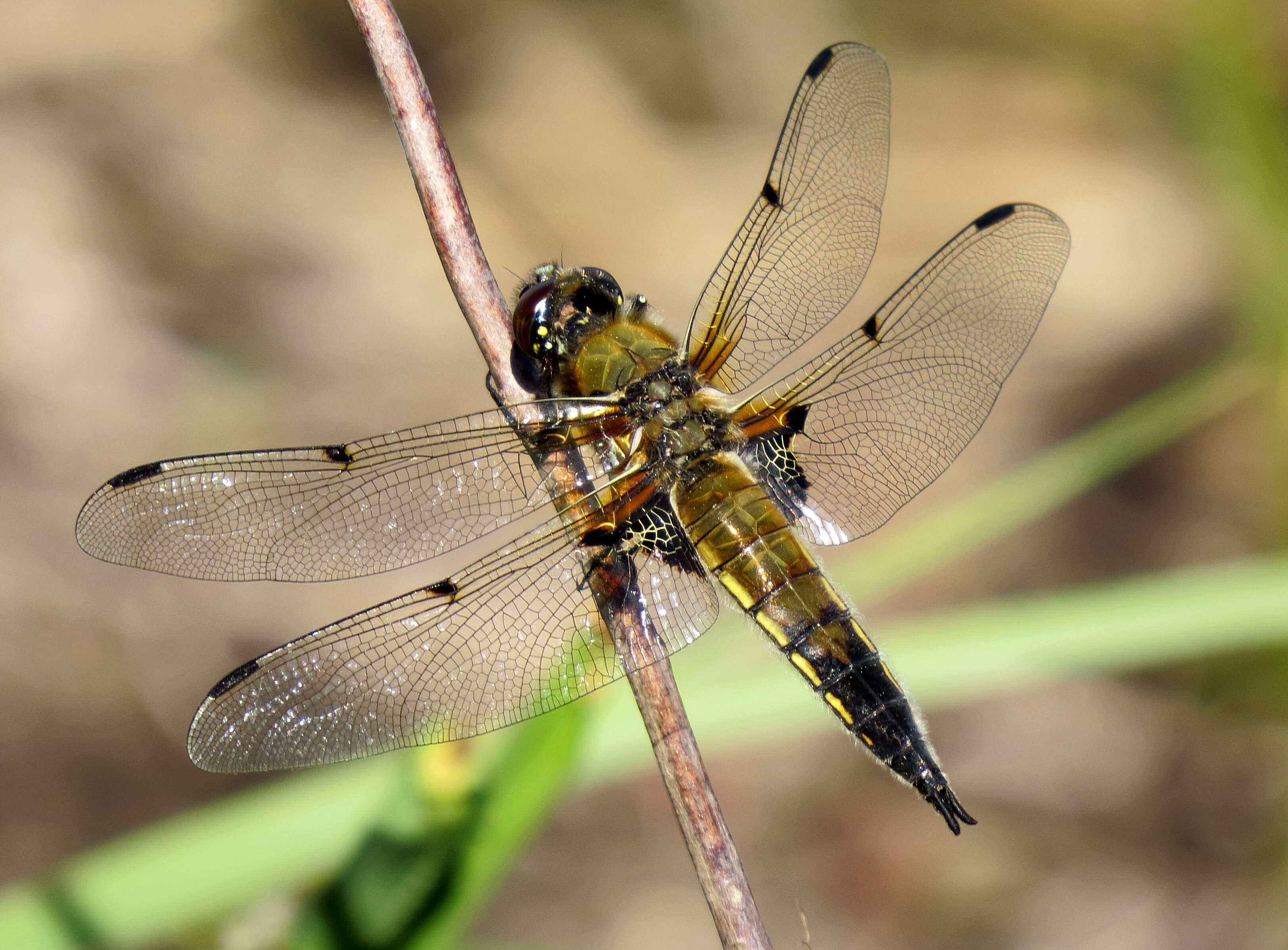 Image of Four-spotted Chaser