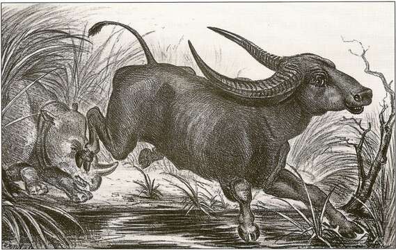 Image of Indian Rhinoceros