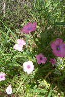 Image of Linum pubescens Banks & Solander