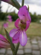 Image of Common Sword Lily