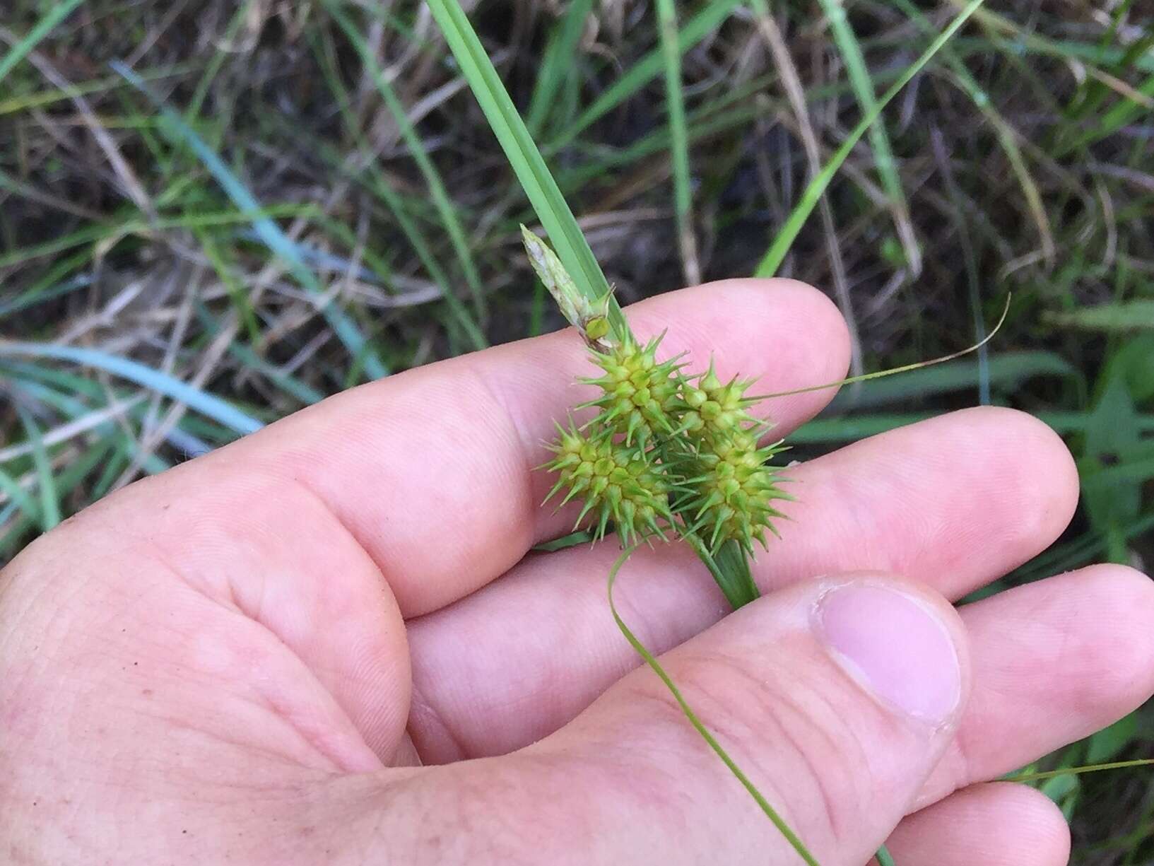 Image of greenstar sedge