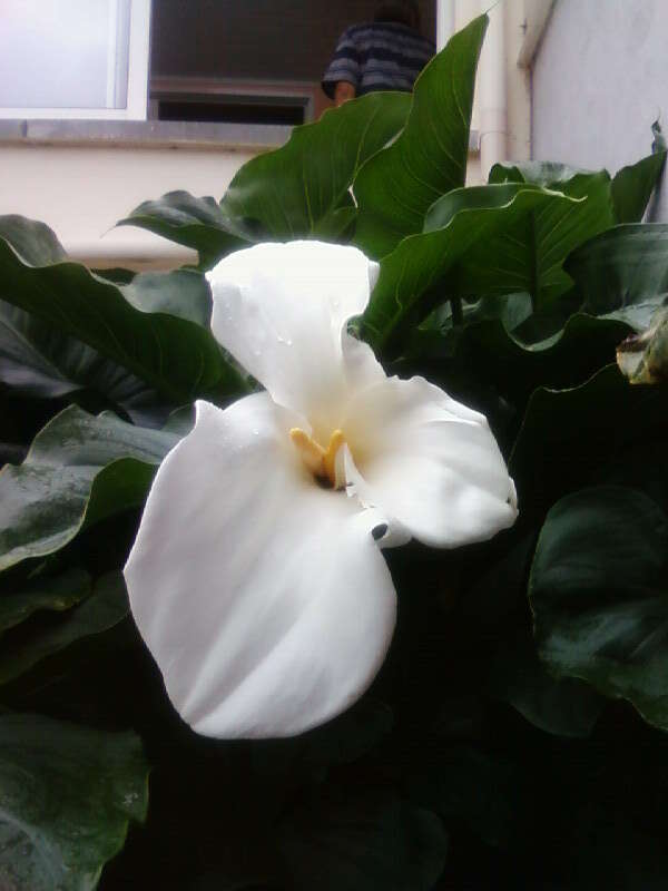 Image of Arum lily