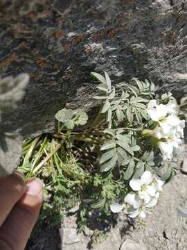 Imagem de Cardamine bipinnata (C. A. Mey.) O. E. Schulz