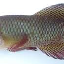 Image of Spotted Killifish