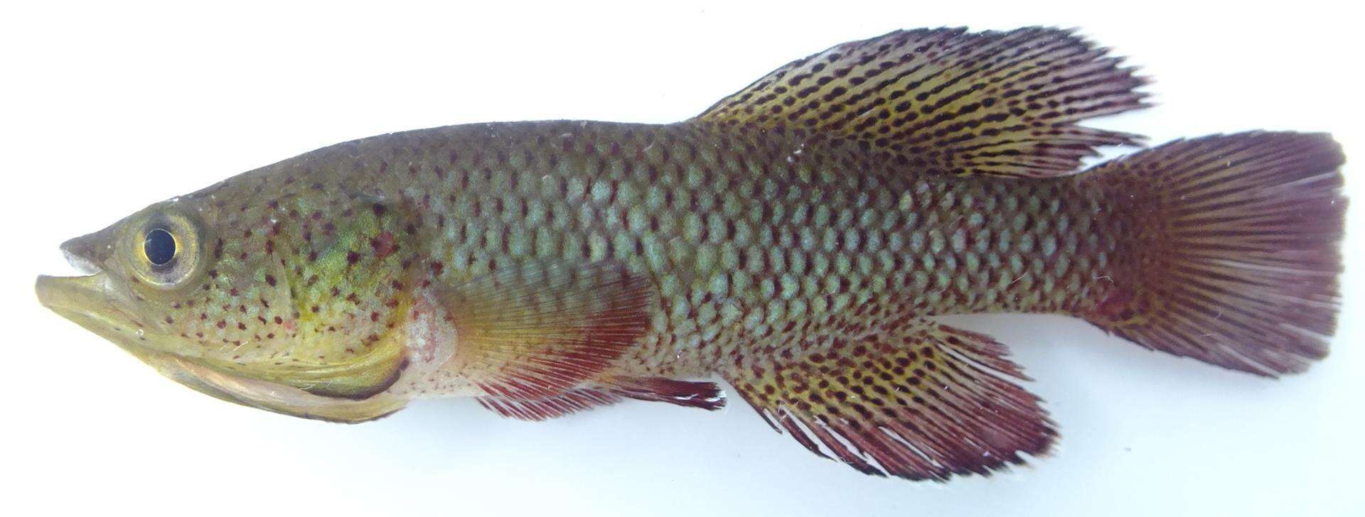 Image of Spotted Killifish