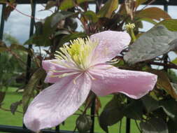 Image of Himalayan Clematis