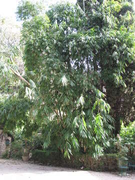 Image of giant bamboo