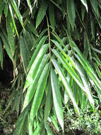 Image of giant bamboo