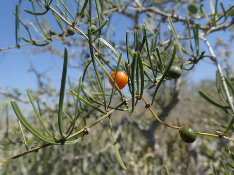 Image of Asparagus calcicola H. Perrier