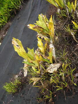 Image of Anthurium jenmanii Engl.