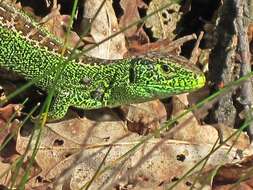 Image of Sand Lizard