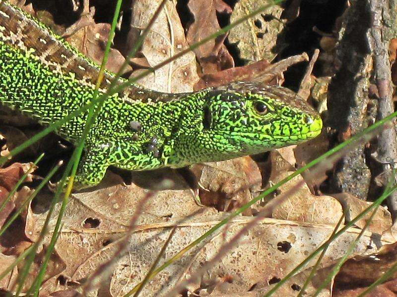 Image of Sand Lizard