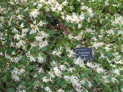 Image of Chinese fringe flower