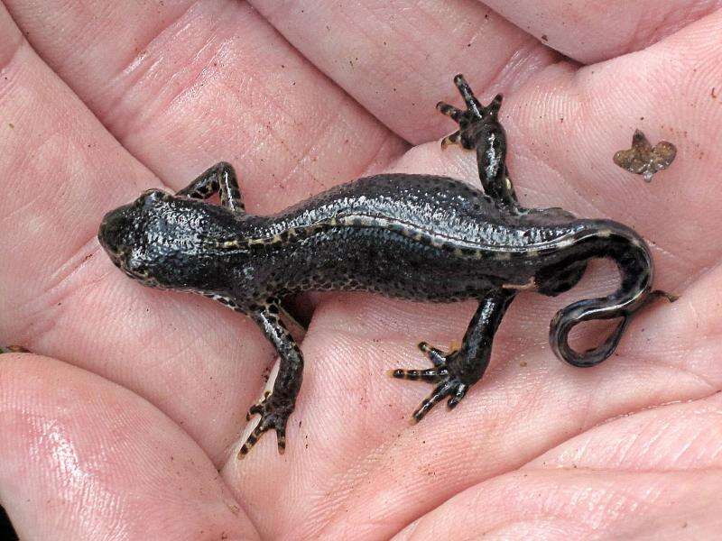 Image of Alpine Newt