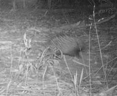 Image of Short-beaked Echidnas