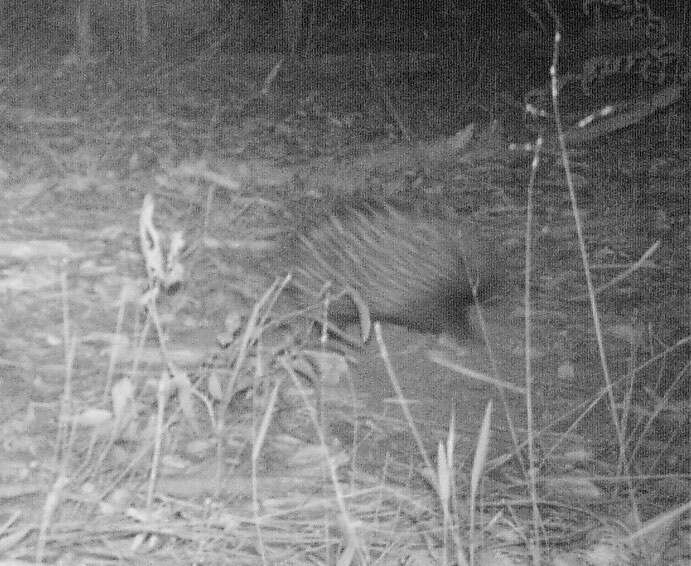 Image of Short-beaked Echidnas