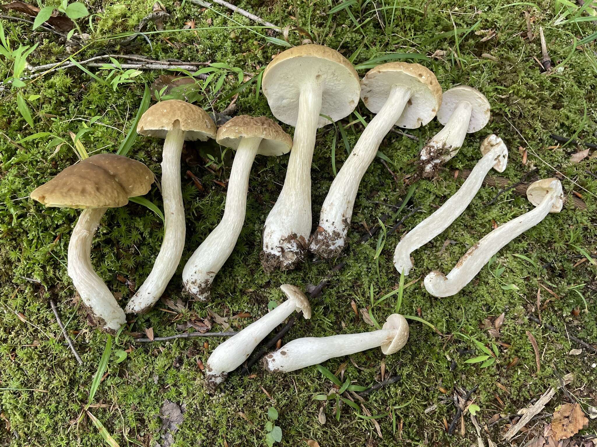 Sivun Boletus nobilis Peck 1905 kuva