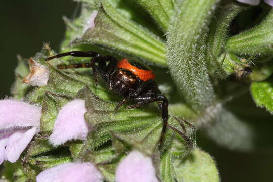 صورة Synema globosum (Fabricius 1775)