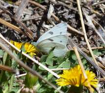 Image of Checkered White