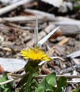 Image of Checkered White