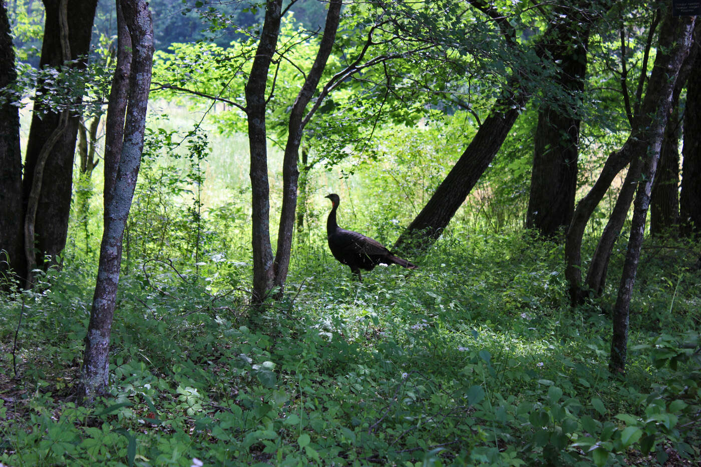 Imagem de Meleagris gallopavo Linnaeus 1758