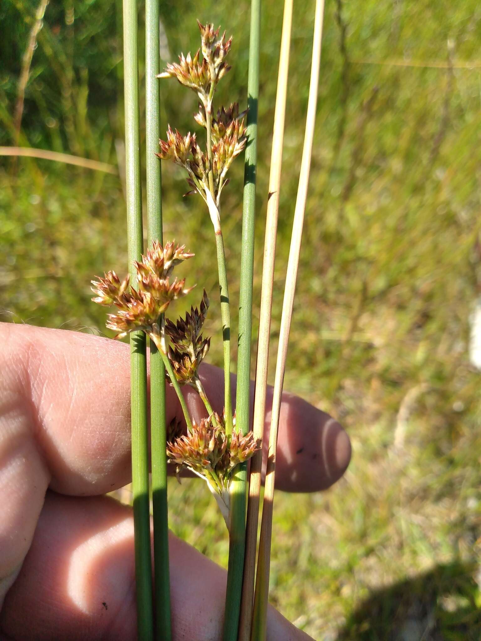 Image of Juncus amabilis Edgar