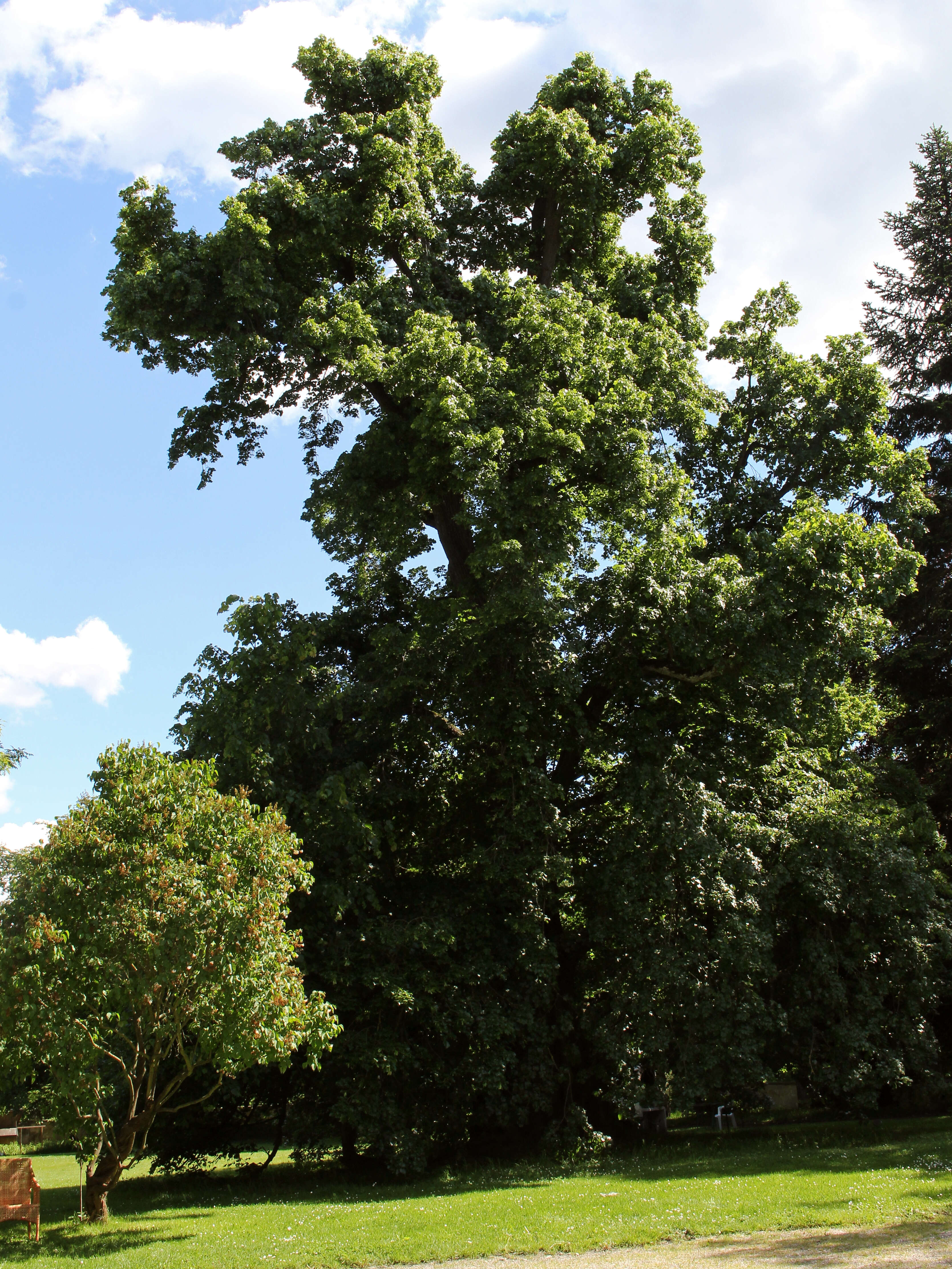 Image of Large-leaved Lime