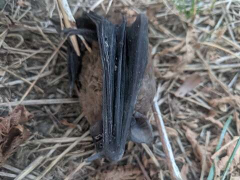 Image of leislers bat, lesser noctule