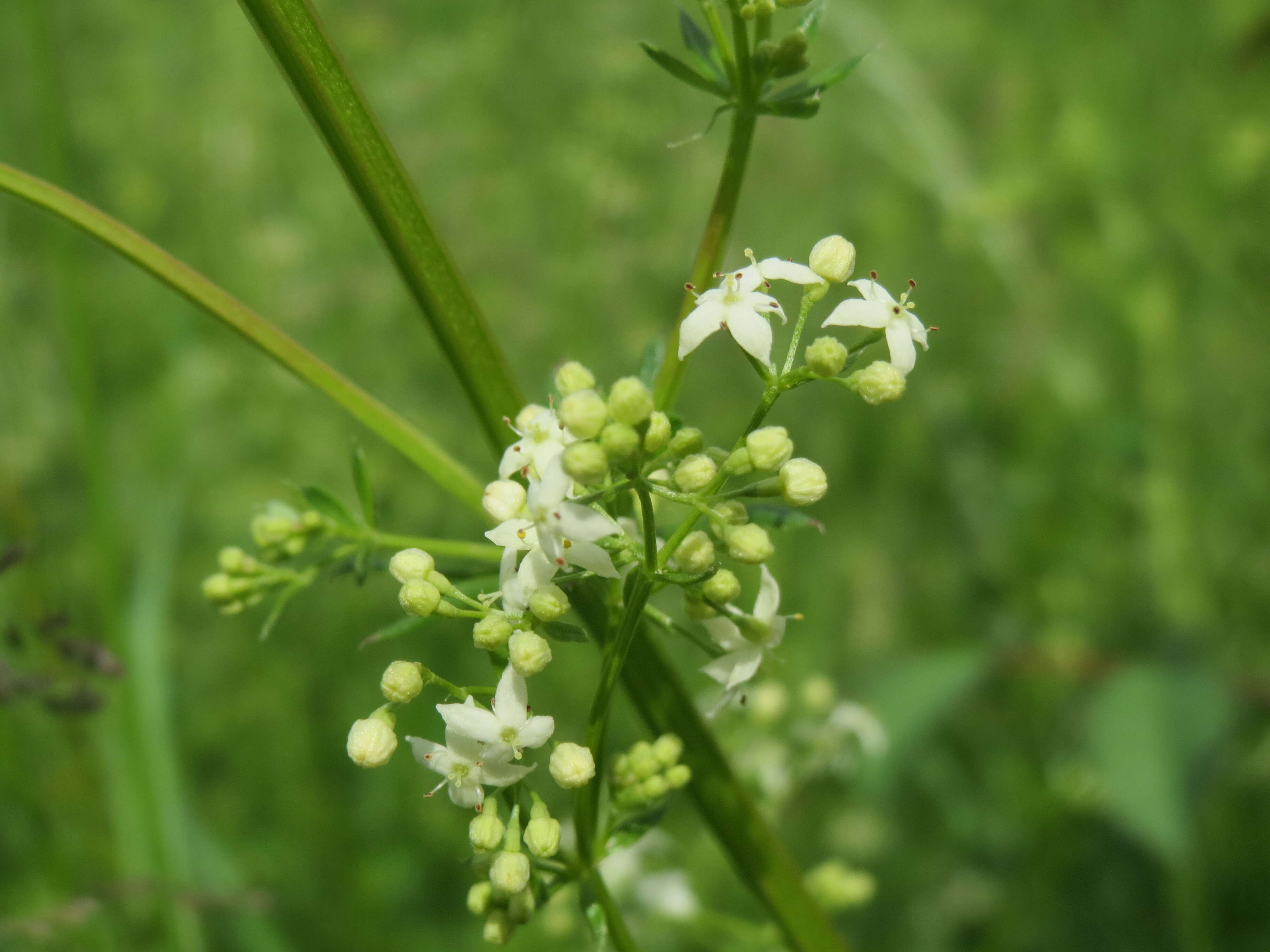 Image of White bedstraw