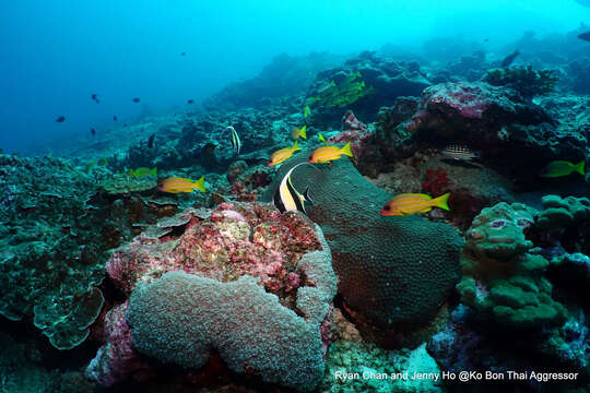 Image of Five-lined snapper