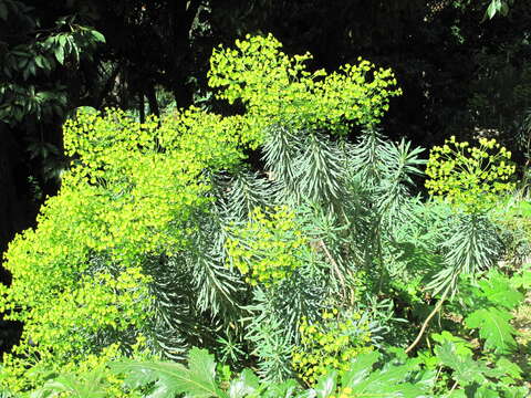 Image of Albanian spurge