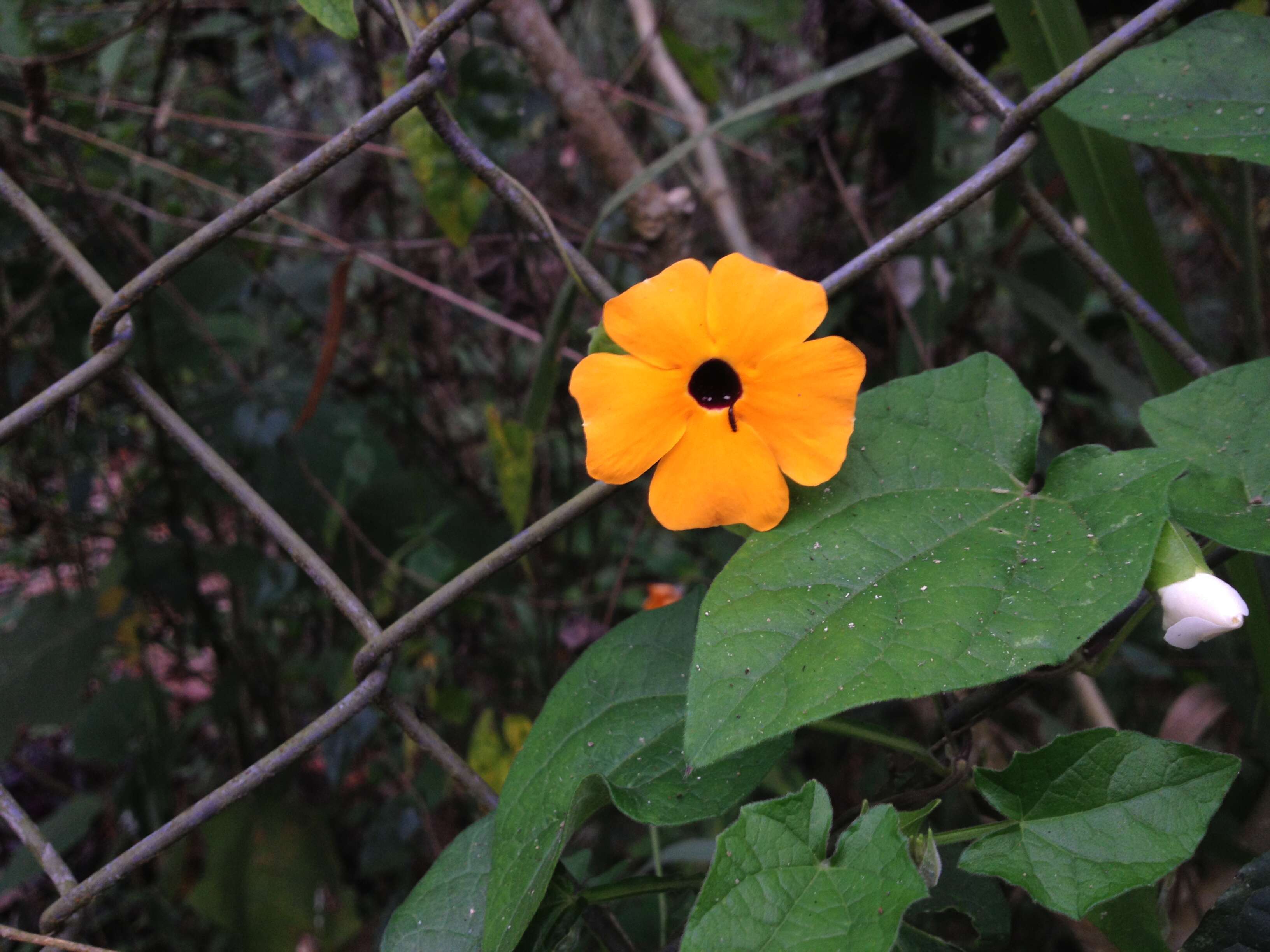 Image of blackeyed Susan vine