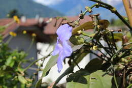 Image of Bengal clock vine