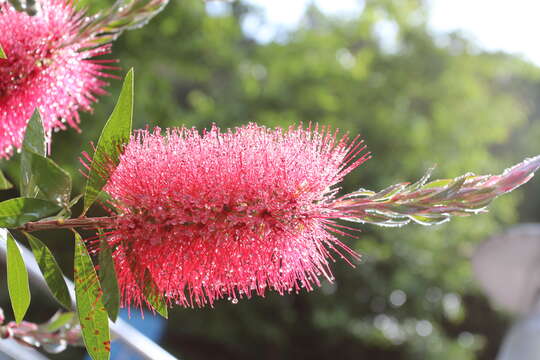 صورة Callistemon citrinus (Curtis) Skeels