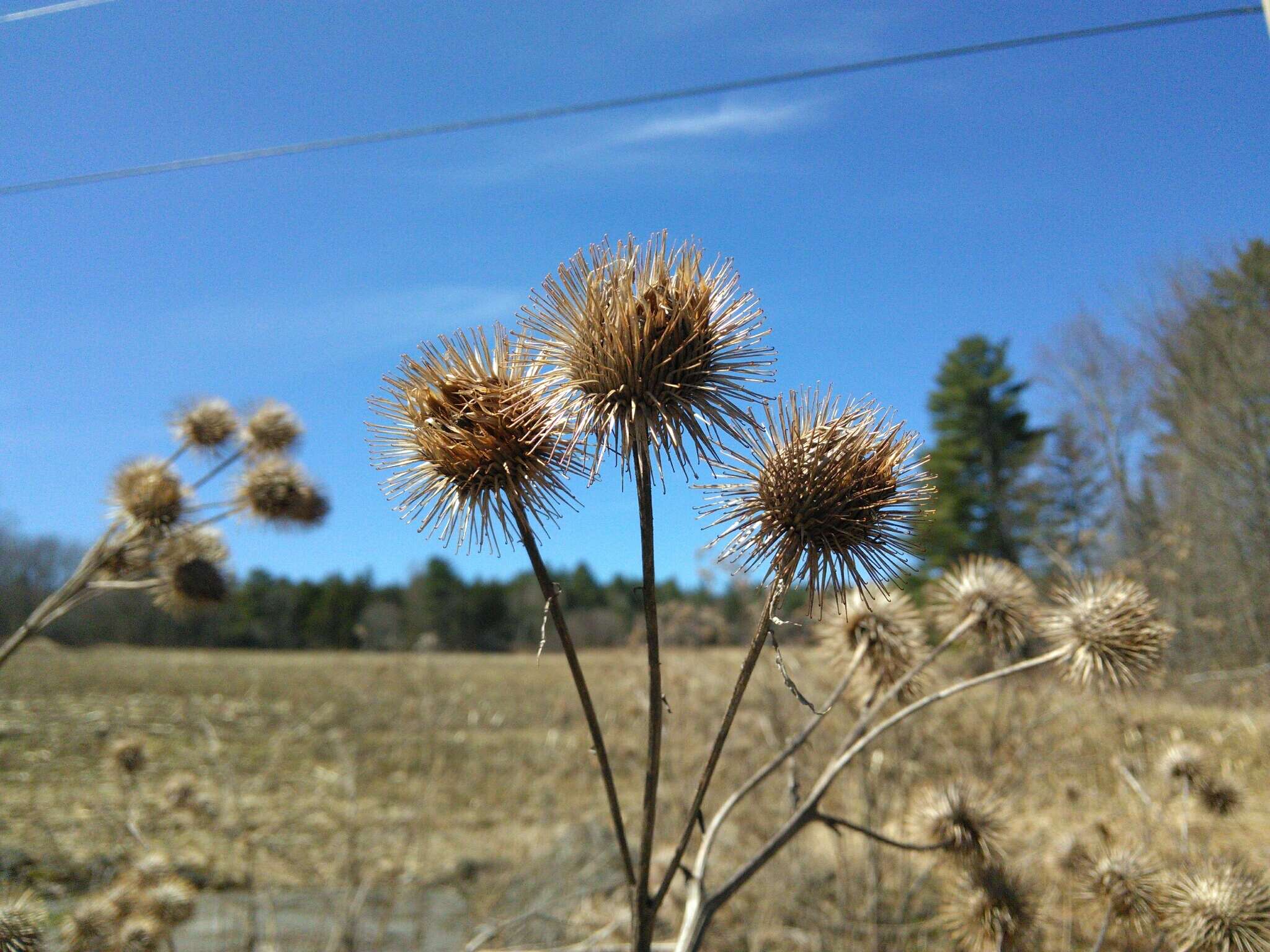 Arctium lappa L. resmi