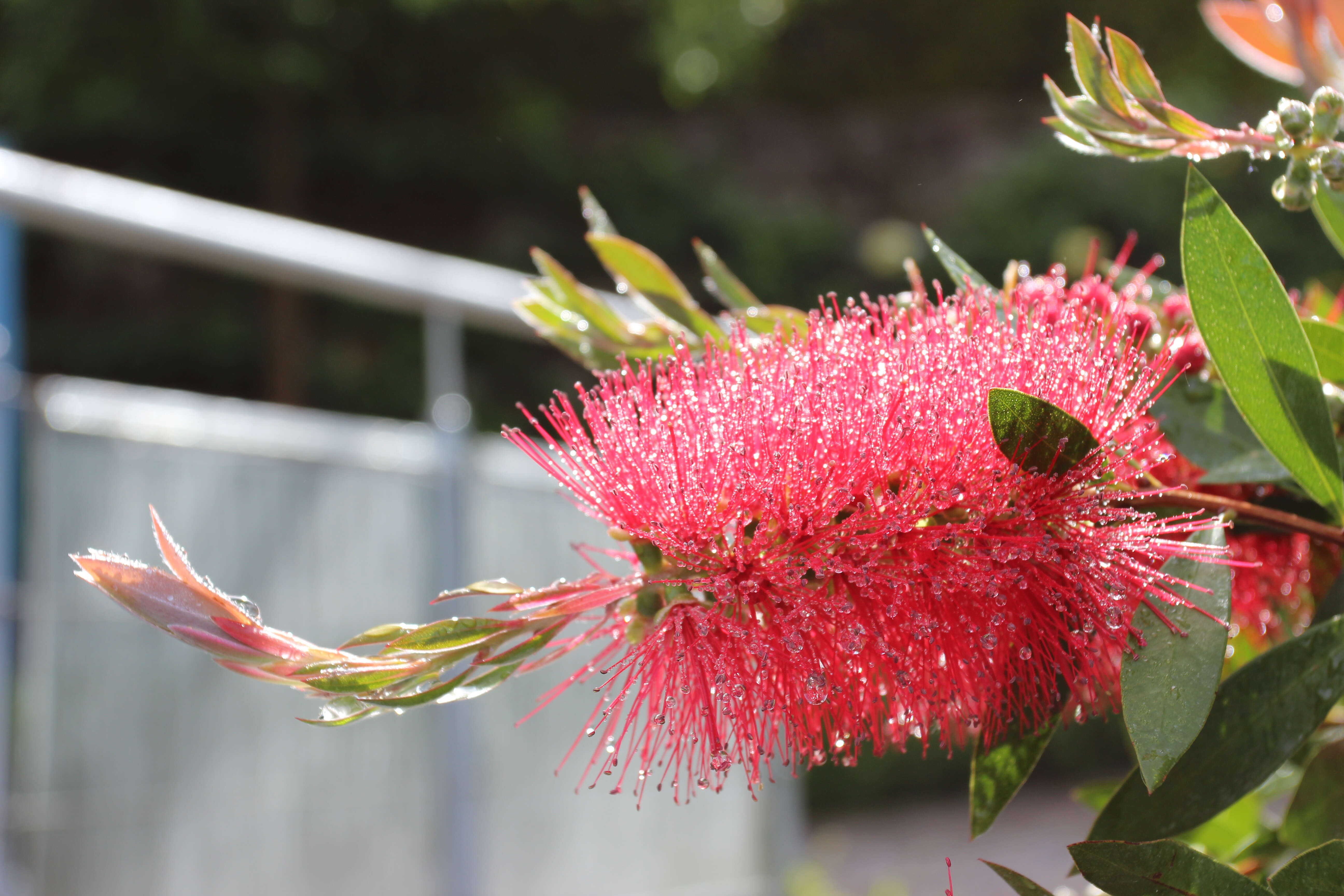 صورة Callistemon citrinus (Curtis) Skeels