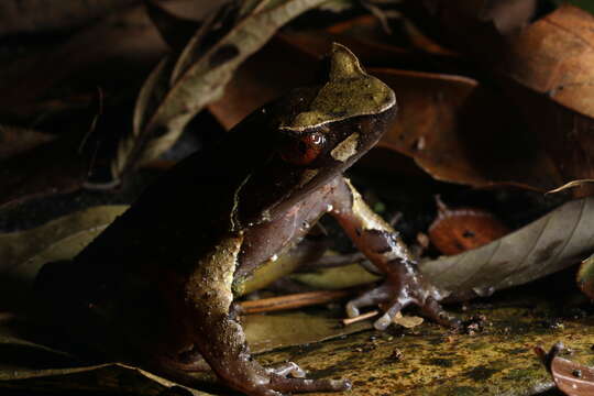 Image of Anderson's Spadefoot Toad