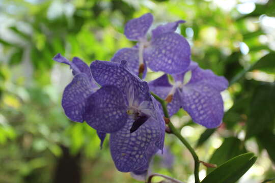 Image of blue orchid