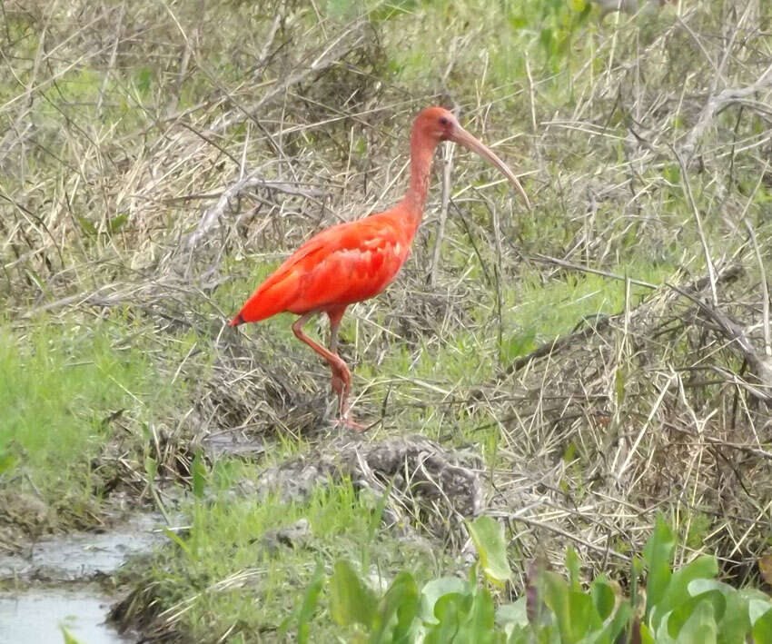 Image of Scarlet Ibis