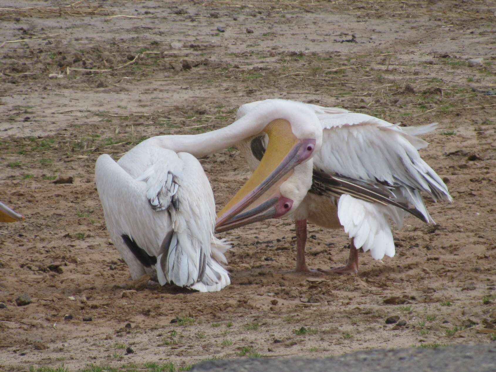 Image of Great White Pelican