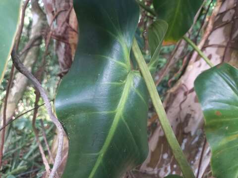Image of heartleaf philodendron