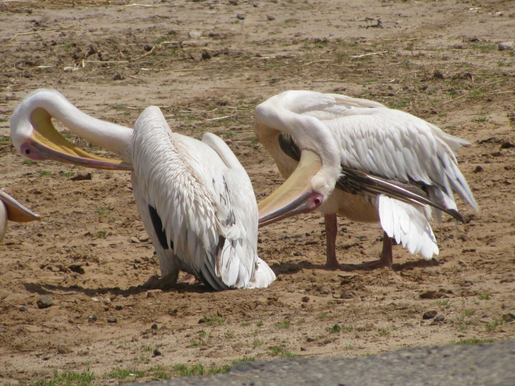 Image of Great White Pelican