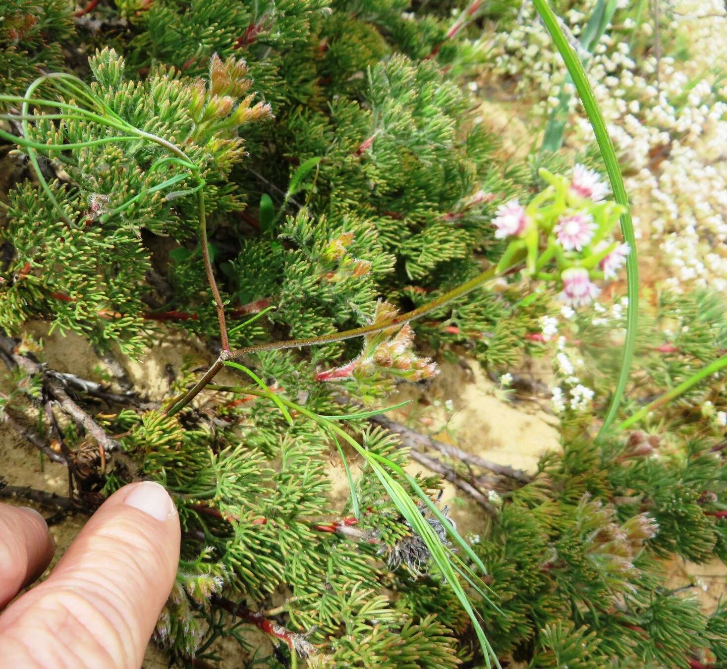 Image of Eustegia minuta (L. fil.) N. E. Br.