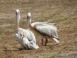 Image of Great White Pelican