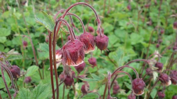 Image of Water Avens