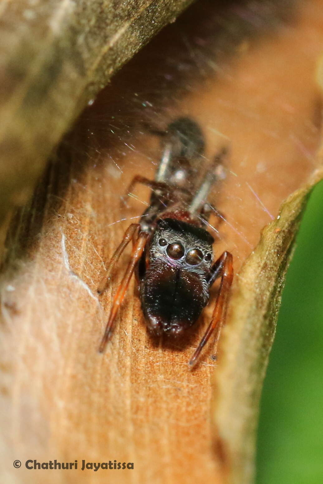 Myrmarachne melanocephala MacLeay 1839 resmi