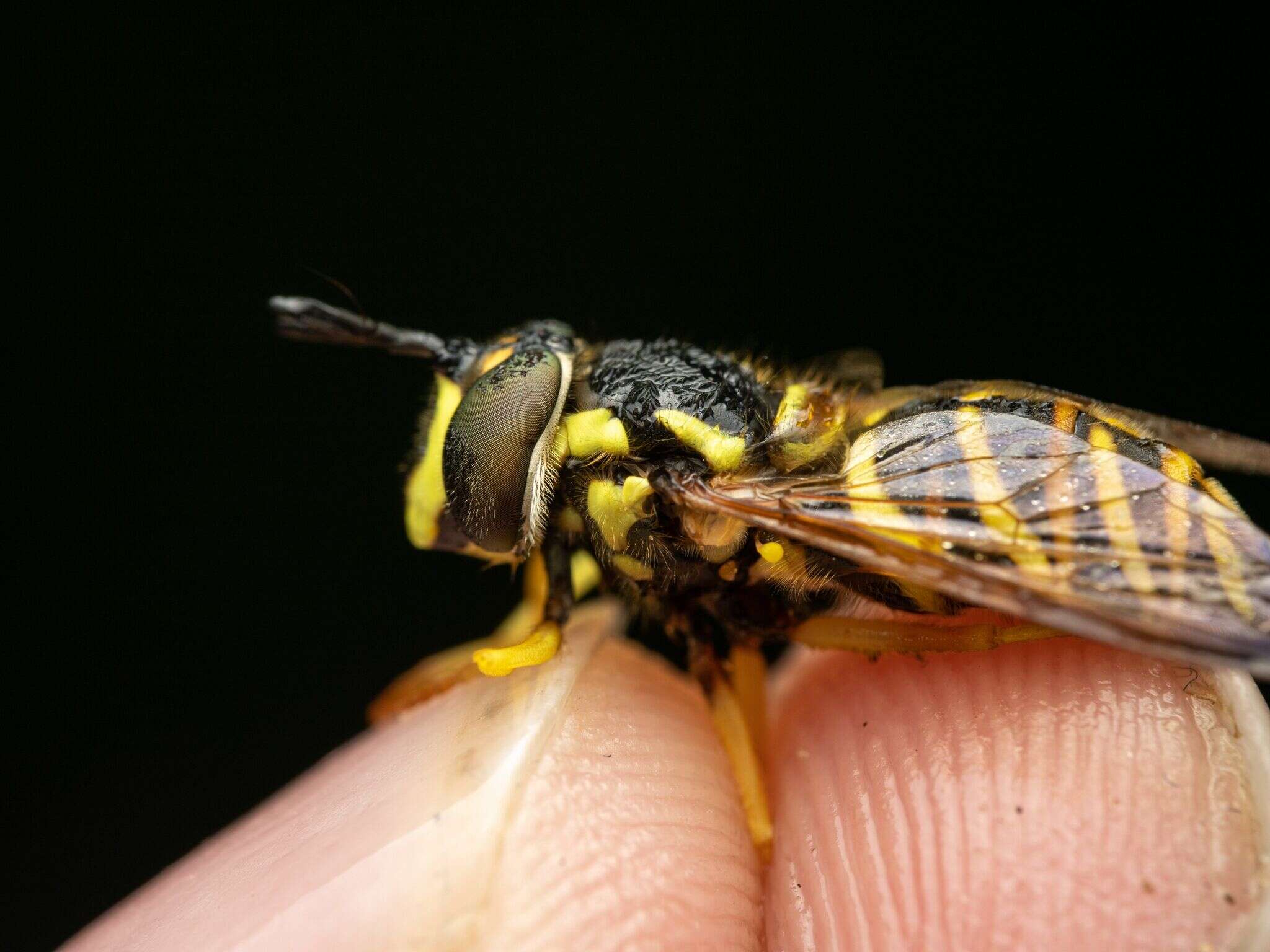 Image de Chrysotoxum pubescens Loew 1864