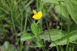 Image of Argyrolobium rotundifolium