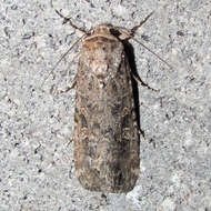 Image of beet armyworm